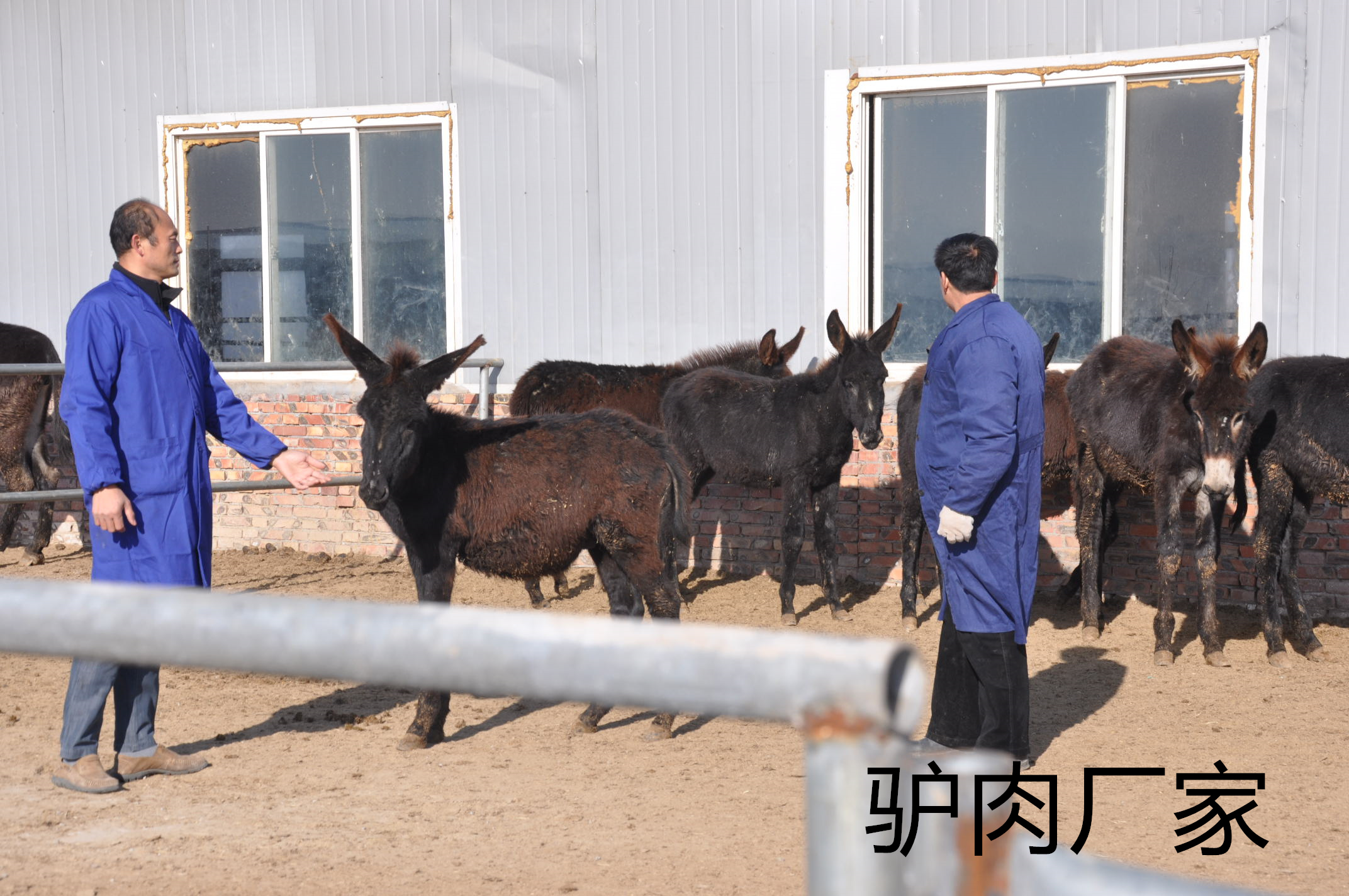 驢肉廠家的美味從來不含糊