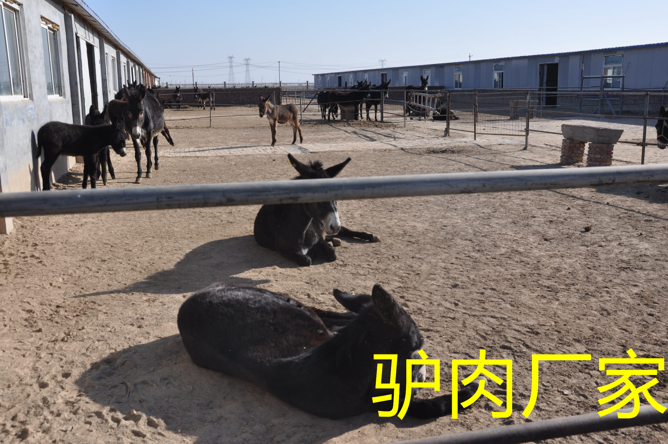 河北驢肉廠家驢肉純香聞得見，健康看得見