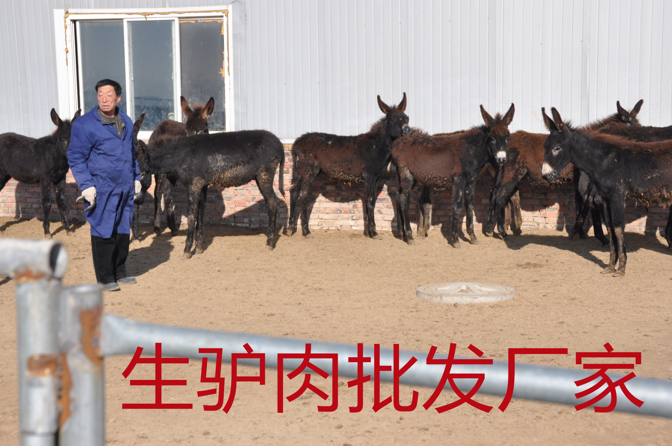 專治嘴刁的河北生驢肉批發廠家，一家回購率超高的廠家